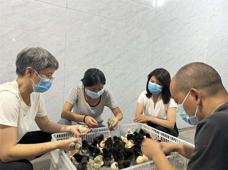 四川供銷舊院黑雞產(chǎn)業(yè)發(fā)展有限公司舊院黑雞核心育種場(chǎng)首批一萬羽種苗成功出殼